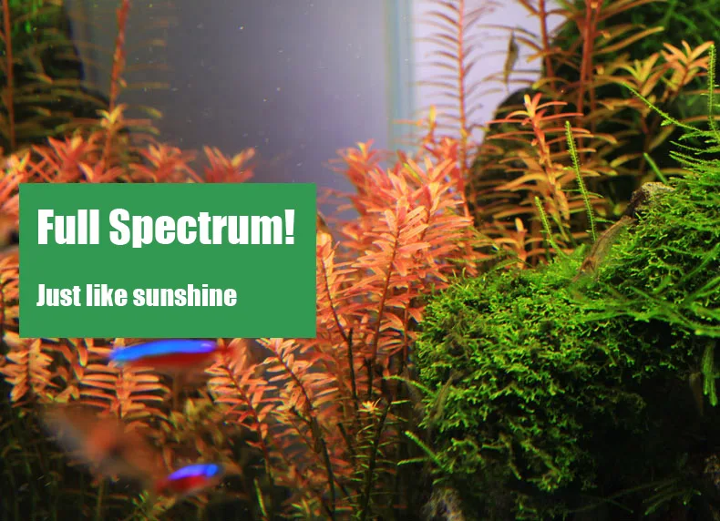 Chihiros C Series ADA Style Pl – Aquarium Plant Growth Light recenzja i cena