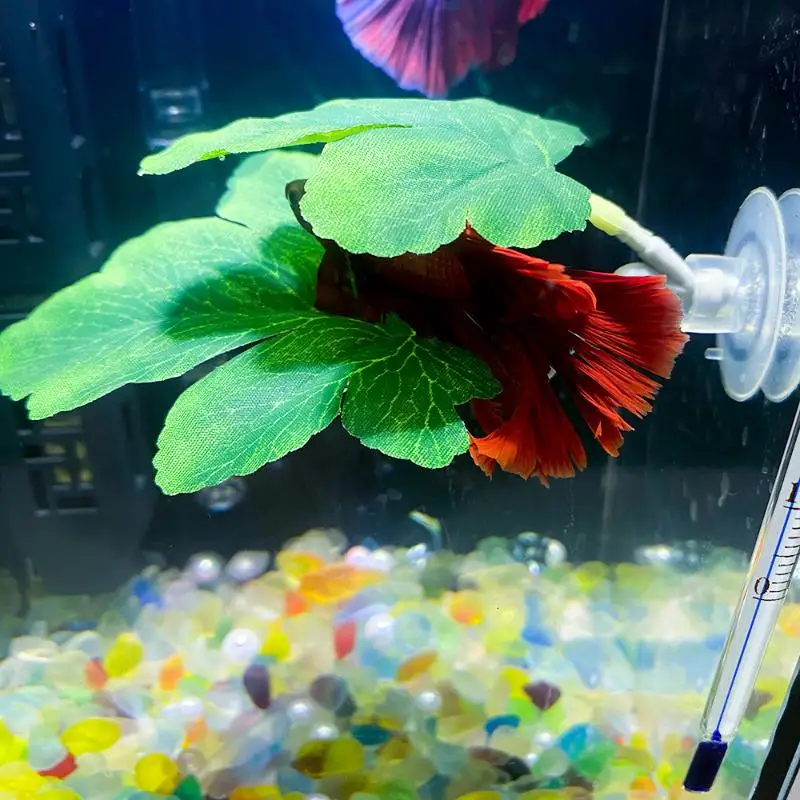 Hamak z liści do akwarium dla  – Planted Aquarium For Betta recenzja i cena