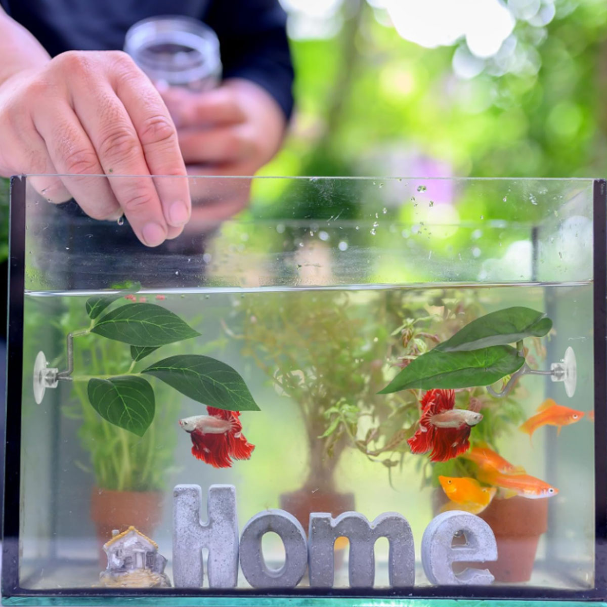 Hamak dla rybki Betta, miękki  – Planted Aquarium For Betta recenzja i cena