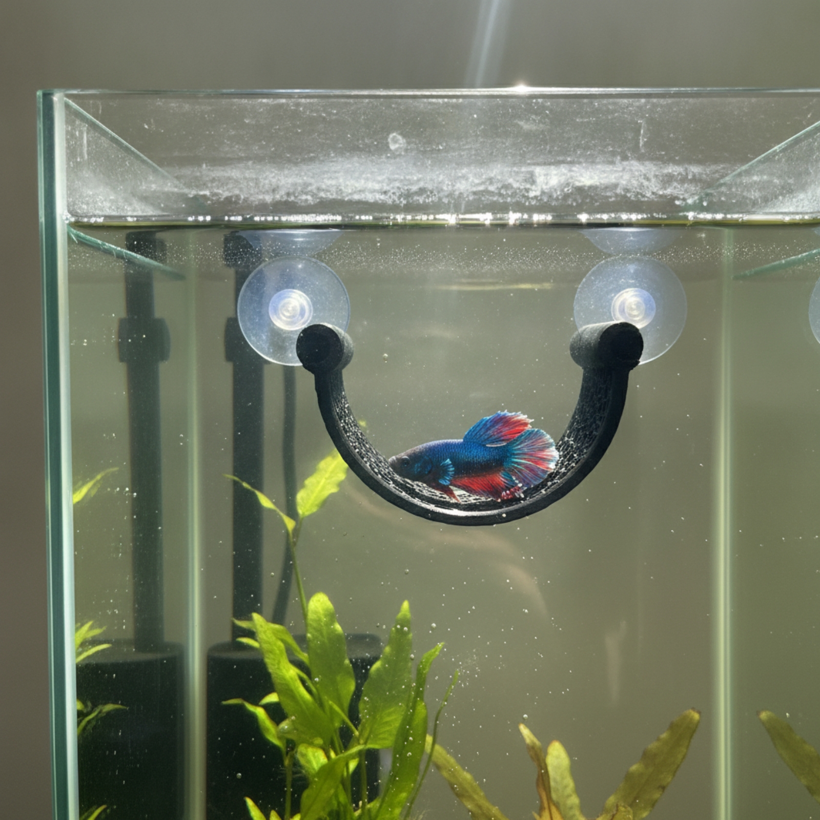 Betta Aquatic Resting Perch -  – Planted Aquarium For Betta recenzja i cena