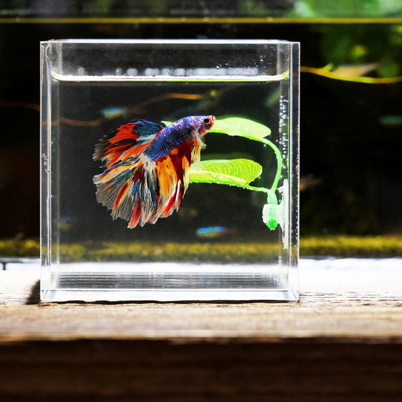 Rośliny do akwarium dla rybek  – Planted Aquarium For Betta recenzja i cena